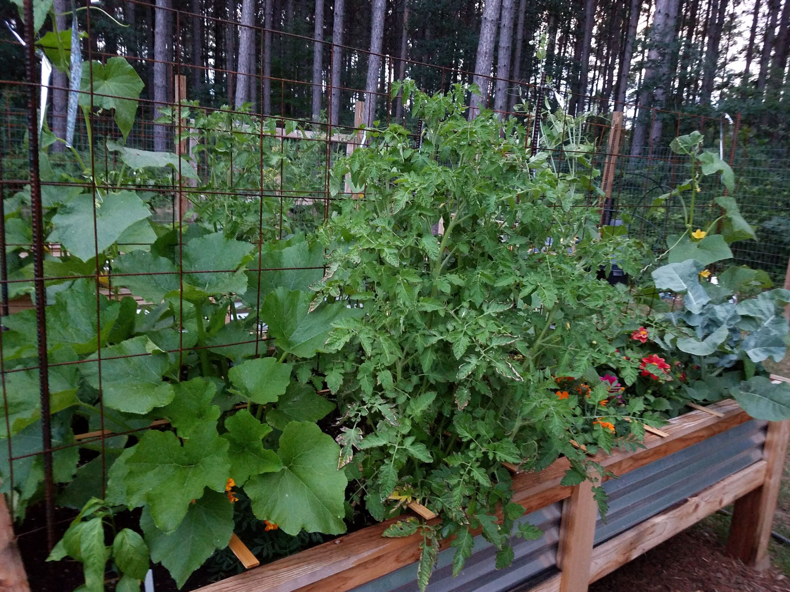 raised garden bed with lush vegetable growth