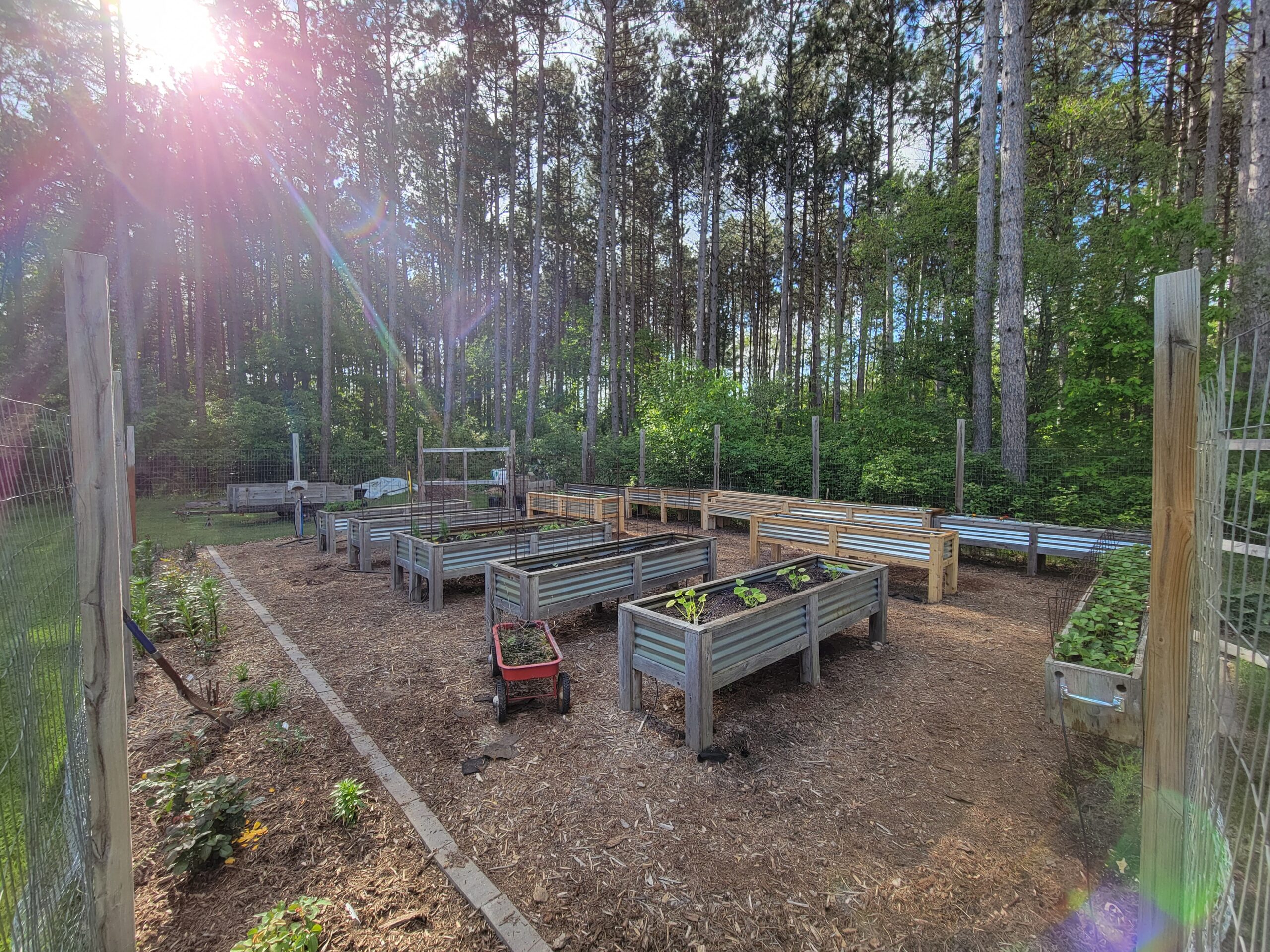 A garden with rows of standing height planting boxes